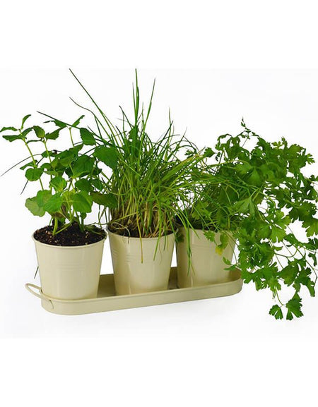 Maximus quam posuere