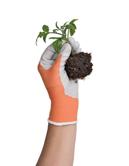 Maximus quam posuere